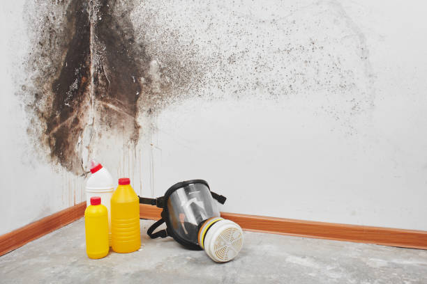 Best Commercial Mold Removal  in Ashland, AL