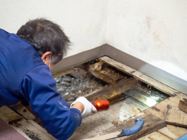 Best Mold Damage Repair  in Ashland, AL