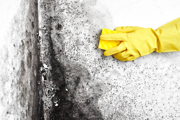 Best Residential Mold Removal  in Ashland, AL