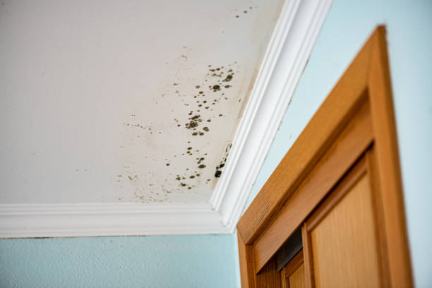 Best Professional Mold Removal  in Ashland, AL