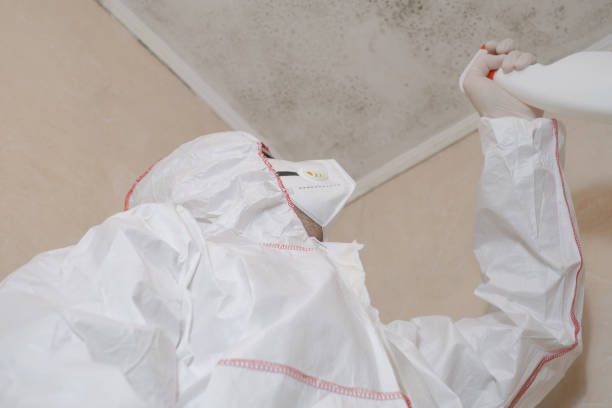 Best Mold Damage Repair  in Ashland, AL