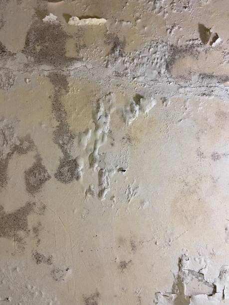 Best Commercial Mold Removal  in Ashland, AL