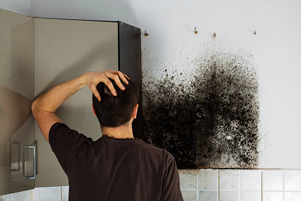 Attic Mold Removal in Ashland, AL